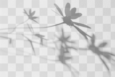 PNG  Delicate floral shadows on wall