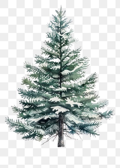 PNG A christmas tree illustrated conifer drawing.