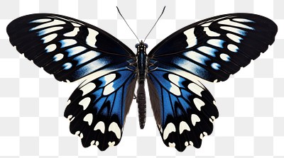 PNG  Vibrant blue butterfly wings