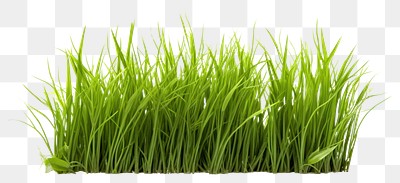 PNG  Lush green grass blades isolated