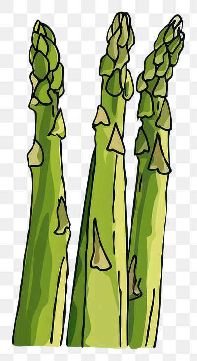 Fresh green asparagus illustration