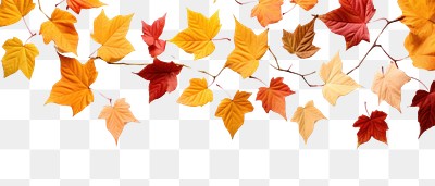 Autumn leaves on white background