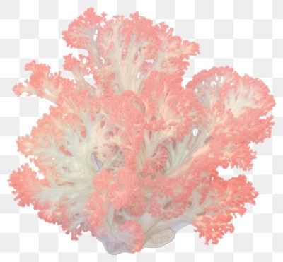 PNG Vibrant pink coral reef