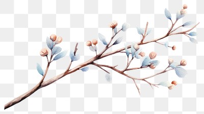 PNG Winter tree branch watercolor illustrated blossom drawing.