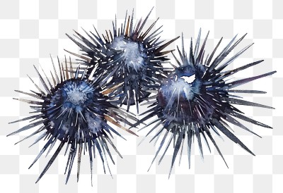 PNG Watercolor sea urchin illustration