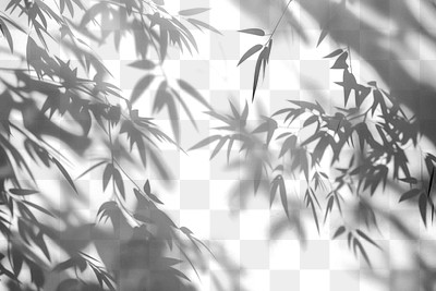 PNG Ethereal bamboo shadows on wall