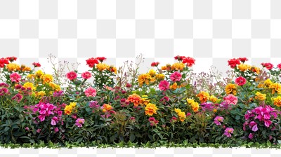 Colorful spring flower bushes asteraceae vegetation outdoors.