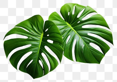 PNG Tropical monstera leaves vibrant green