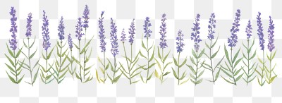 PNG Lavenders as divider watercolor blossom flower plant.