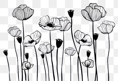 PNG Poppy flower field drawing illustration flowers.