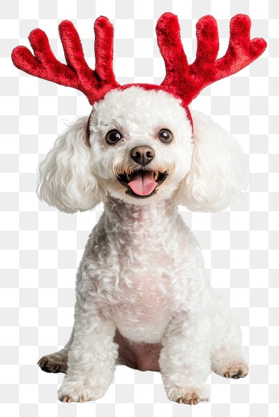 PNG White poodle dog dog wearing a red deer antlers headband on head christmas costume happy.