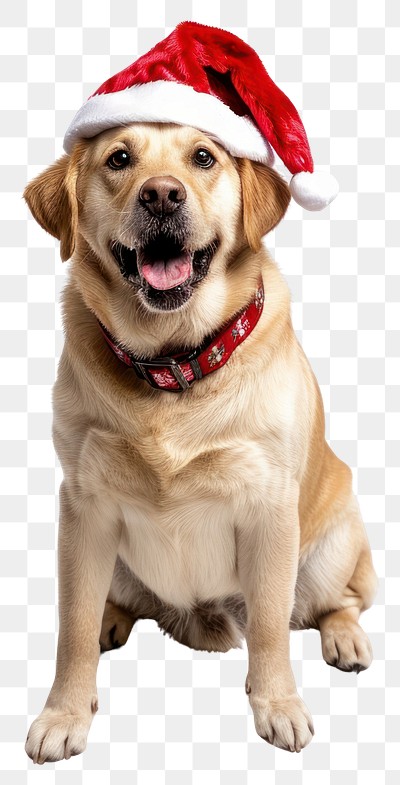 PNG Labrador retriever dog wearing a santa hat canine cute pet.