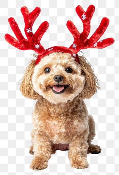 PNG Maltipoo dog dog wearing a red deer antlers headband on head christmas costume puppy.