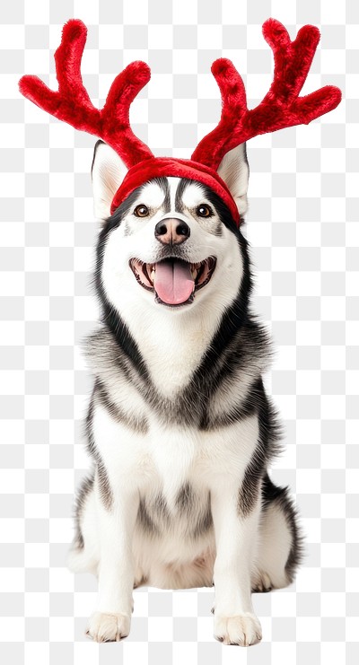 PNG Siberian husky dog dog wearing a red deer antlers headband on head christmas costume happy.