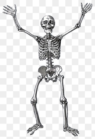 PNG Human skeleton with raised arms