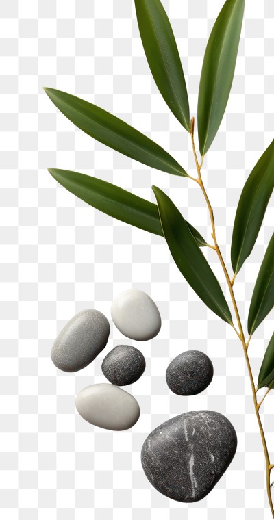 Minimalist zen background pebble medication plant.