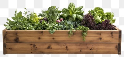 PNG Wooden raised bed filled with various vegetables and herbs planter produce sustainable.