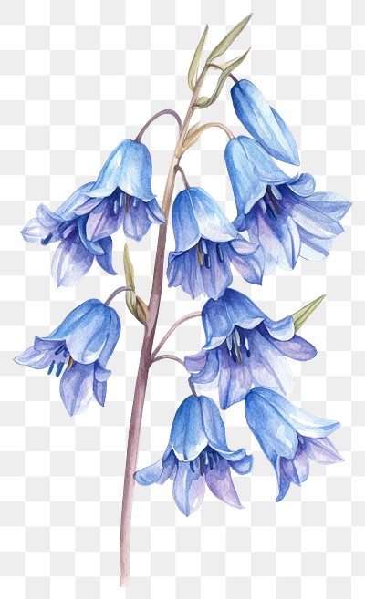 PNG Elegant bluebell watercolor illustration