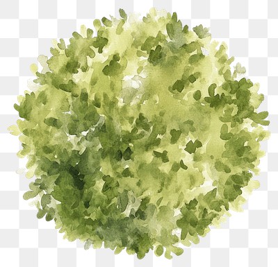 PNG Green tree illustration watercolor texture.