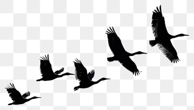 PNG Birds flying silhouette background photography waterfowl.