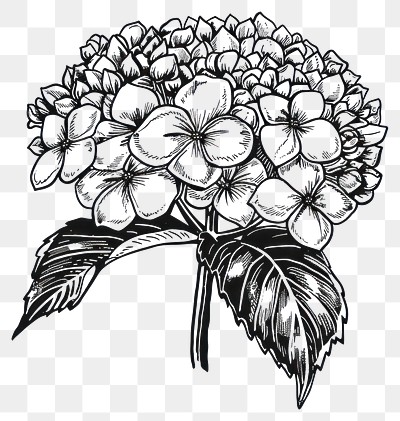 PNG Detailed black-and-white hydrangea illustration