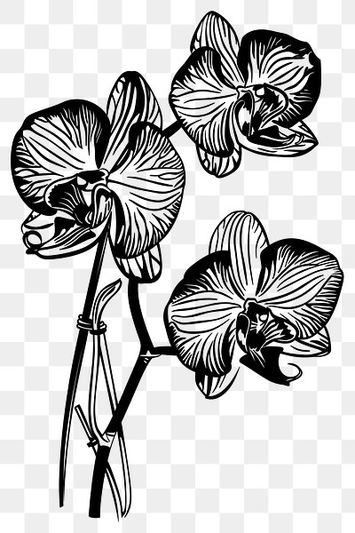 PNG Elegant black and white orchid