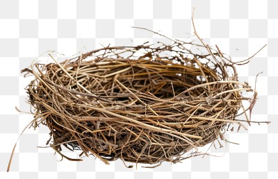 PNG Empty bird nest on white