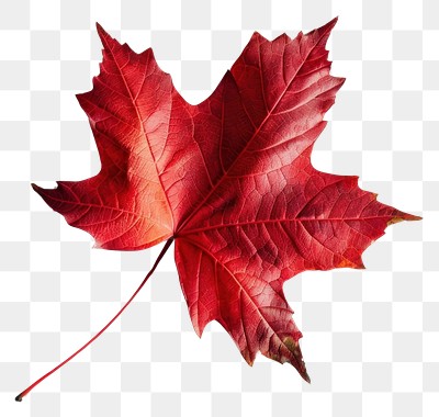 PNG Red maple leaf background white red.