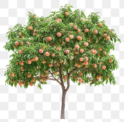 PNG Real peach tree peaches fruit fruit-bearing.