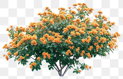 PNG Real orange flower bushes flowers plant orange flowers.