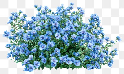 PNG Light blue flower bushes flowers plant blue flowers.