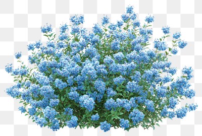 PNG Light blue flower bushes flowers plant blue flowers.