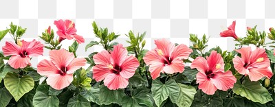 PNG Real hibiscus bushes background flowers border.