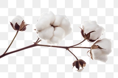 PNG Soft white cotton plant branch