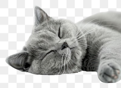 PNG Sleeping grey cat peaceful rest