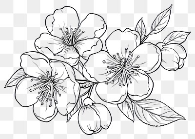 PNG Cherryblossom flower art illustration.