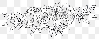 PNG Peonies art illustration drawing.