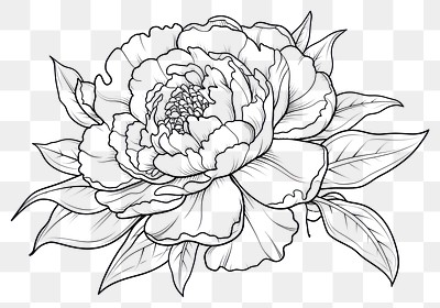 PNG Peony art illustration drawing.