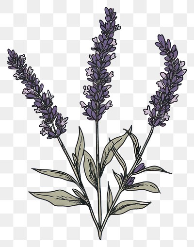 PNG A lavender illustration flowers purple.