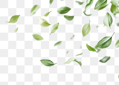 PNG Green petals floating background minimalist leaves.