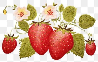 PNG Strawberry in embroidery style pattern fruit plant.