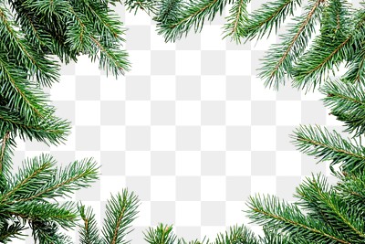 PNG Fir tree frame border background christmas white.