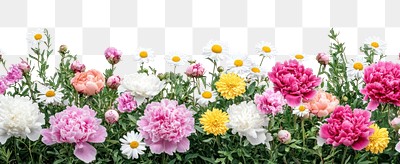 PNG Background colorful flowers nature.