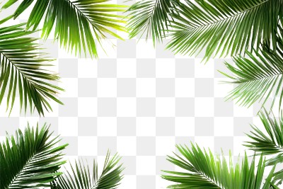 PNG Real neon palm leaves leaf background tropical.