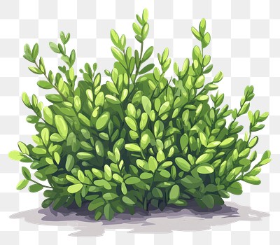 PNG Green shrubs illustration plant art.