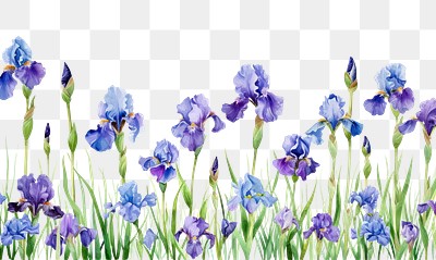 PNG  Iris flowers border blossom nature purple.