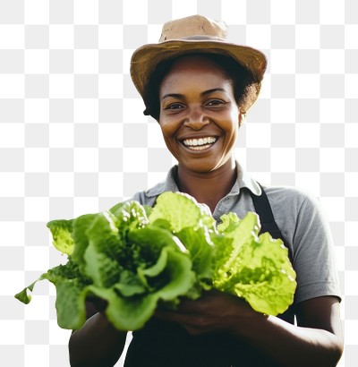 PNG Harvesting food gardening outdoors. 