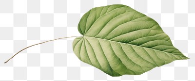 PNG Botanical illustration of a leaf plant freshness pattern.