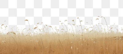 PNG Dried grass flower field sky outdoors horizon