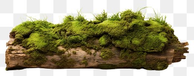 PNG Fresh green moss on rotten trunk plant nature grass.